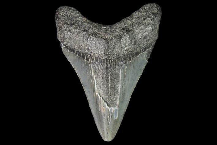 Juvenile Megalodon Tooth - Georgia #101435